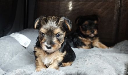 Unsere Yorkshire-Terrier-Welpen suchen ein liebevolles Zuhause