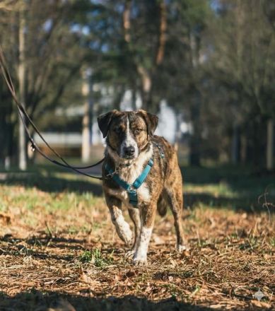 Pebbles auf Pflegestelle in 92318 Neumarkt sucht sein Für-immer-Zuhause