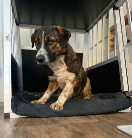 Pebbles auf Pflegestelle in 92318 Neumarkt sucht sein Für-immer-Zuhause