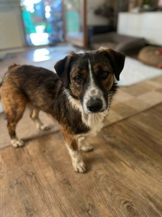 Pebbles auf Pflegestelle in 92318 Neumarkt sucht sein Für-immer-Zuhause