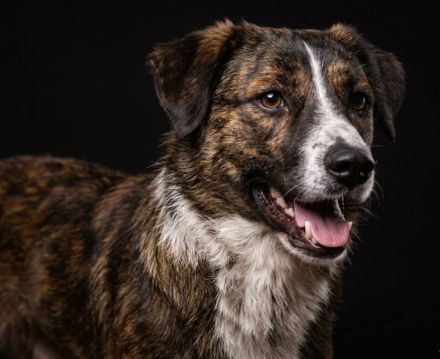 Pebbles auf Pflegestelle in 92318 Neumarkt sucht sein Für-immer-Zuhause