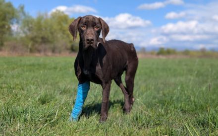 Großer Hund, großes Abenteuer: Klaus-Dieter will die Welt entdecken!