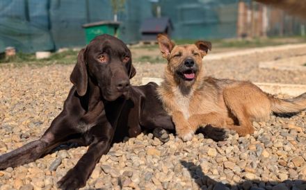 Großer Hund, großes Abenteuer: Klaus-Dieter will die Welt entdecken!