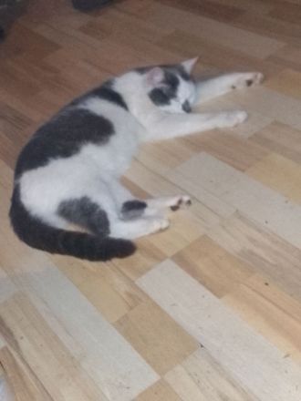 Süße Katzen Dame