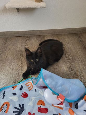 Reinrassige XXL Maine Coon