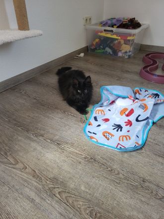 Reinrassige XXL Maine Coon