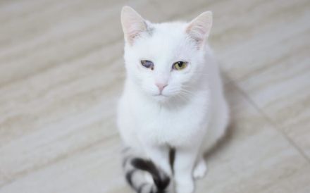 Caio - ein charmanter Wirbelwind für ein spannendes Katzenleben!