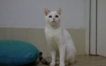 Caio - ein charmanter Wirbelwind für ein spannendes Katzenleben!
