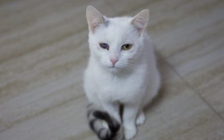 Caio - ein charmanter Wirbelwind für ein spannendes Katzenleben!