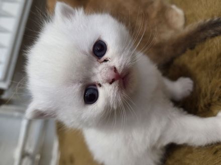 Bkh Kater