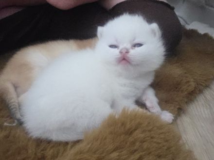Bkh Kater