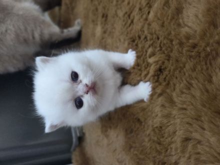 Bkh Kater