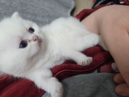 Bkh Kater