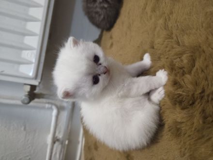 Bkh Kater