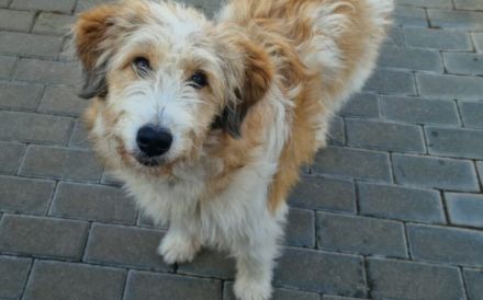 Bibi - Eine treue Seele zum Verlieben und Kuscheln!