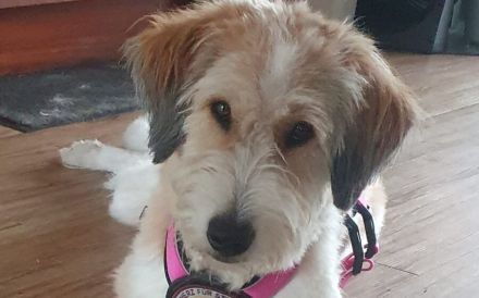 Bibi - Eine treue Seele zum Verlieben und Kuscheln!