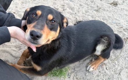 Bereit für gemeinsame Abenteuer! Traumhund Dream sucht seine Menschen!
