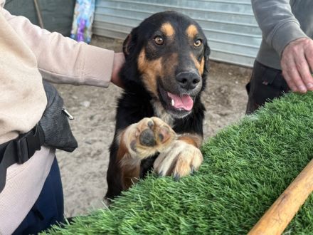Bereit für gemeinsame Abenteuer! Traumhund Dream sucht seine Menschen!