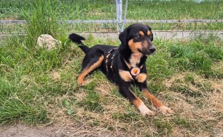 Bereit für gemeinsame Abenteuer! Traumhund Dream sucht seine Menschen!