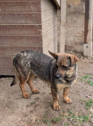 Maggie, klein, lieb, wo kann sie sich ins Körbchen kuscheln