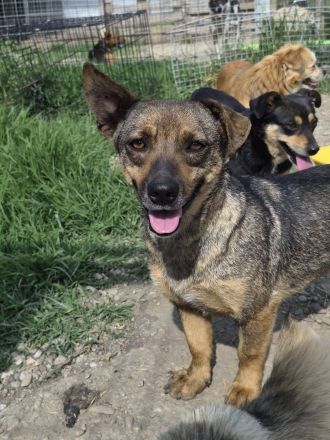 Maggie, klein, lieb, wo kann sie sich ins Körbchen kuscheln