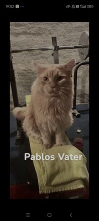 XXL Maine Coon Deckkater Pablo