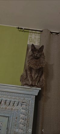 XXL Maine Coon Deckkater Pablo