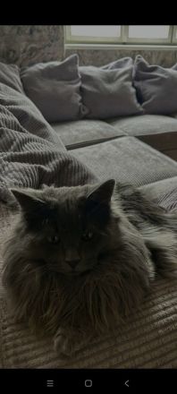 XXL Maine Coon Deckkater Pablo