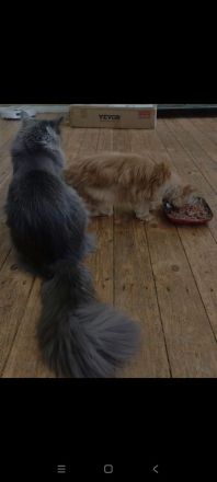 XXL Maine Coon Deckkater Pablo