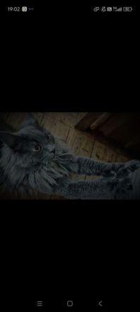 XXL Maine Coon Deckkater Pablo