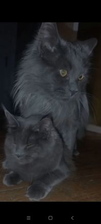 XXL Maine Coon Deckkater Pablo