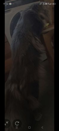 XXL Maine Coon Deckkater Pablo