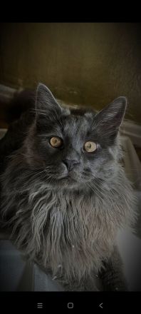 XXL Maine Coon Deckkater Pablo