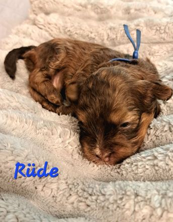 Bolonka Zwetna Welpen