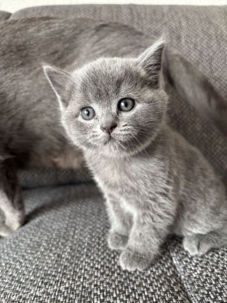 BKH Kitten