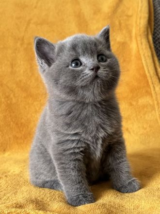 BKH Kitten
