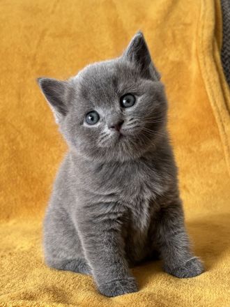 BKH Kitten