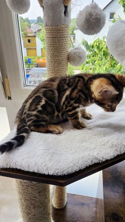 Zauberhaftes Bengal-Kitten (brown spotted tabby / rosetted) sucht liebevolles Zuhause