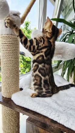 Zauberhaftes Bengal-Kitten (brown spotted tabby / rosetted) sucht liebevolles Zuhause