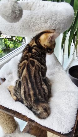 Zauberhaftes Bengal-Kitten (brown spotted tabby / rosetted) sucht liebevolles Zuhause
