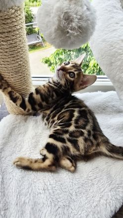 Zauberhaftes Bengal-Kitten (brown spotted tabby / rosetted) sucht liebevolles Zuhause
