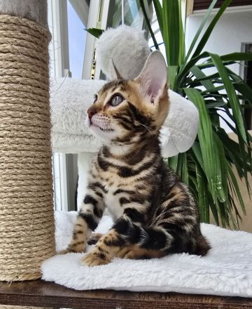 Zauberhaftes Bengal-Kitten (brown spotted tabby / rosetted) sucht liebevolles Zuhause