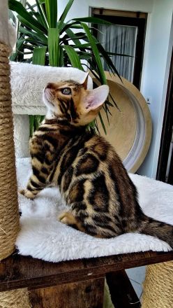 Zauberhaftes Bengal-Kitten (brown spotted tabby / rosetted) sucht liebevolles Zuhause