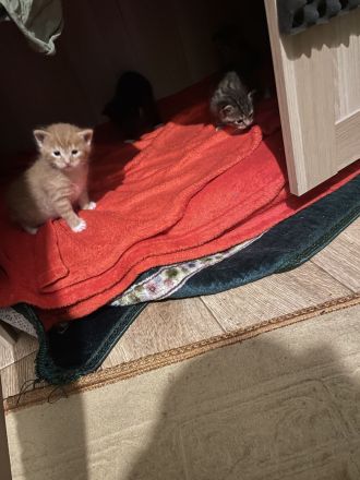 5 Katzen Babys ab 12. Woche abzugeben