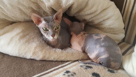 Don Sphynx Katzen