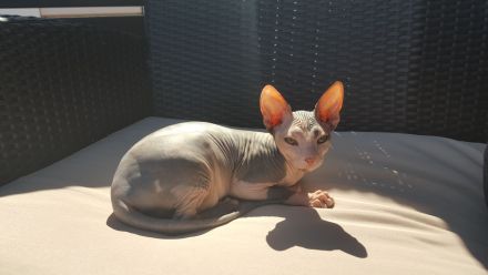 Don Sphynx Katzen