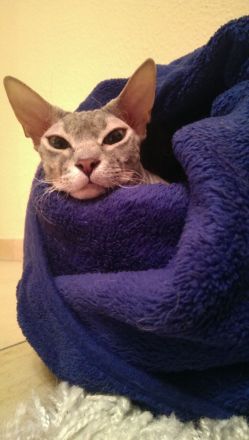 Don Sphynx Katzen
