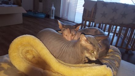 Don Sphynx Katzen