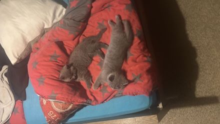 BKH Kitten🥰🥰
