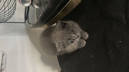 BKH Kitten🥰🥰
